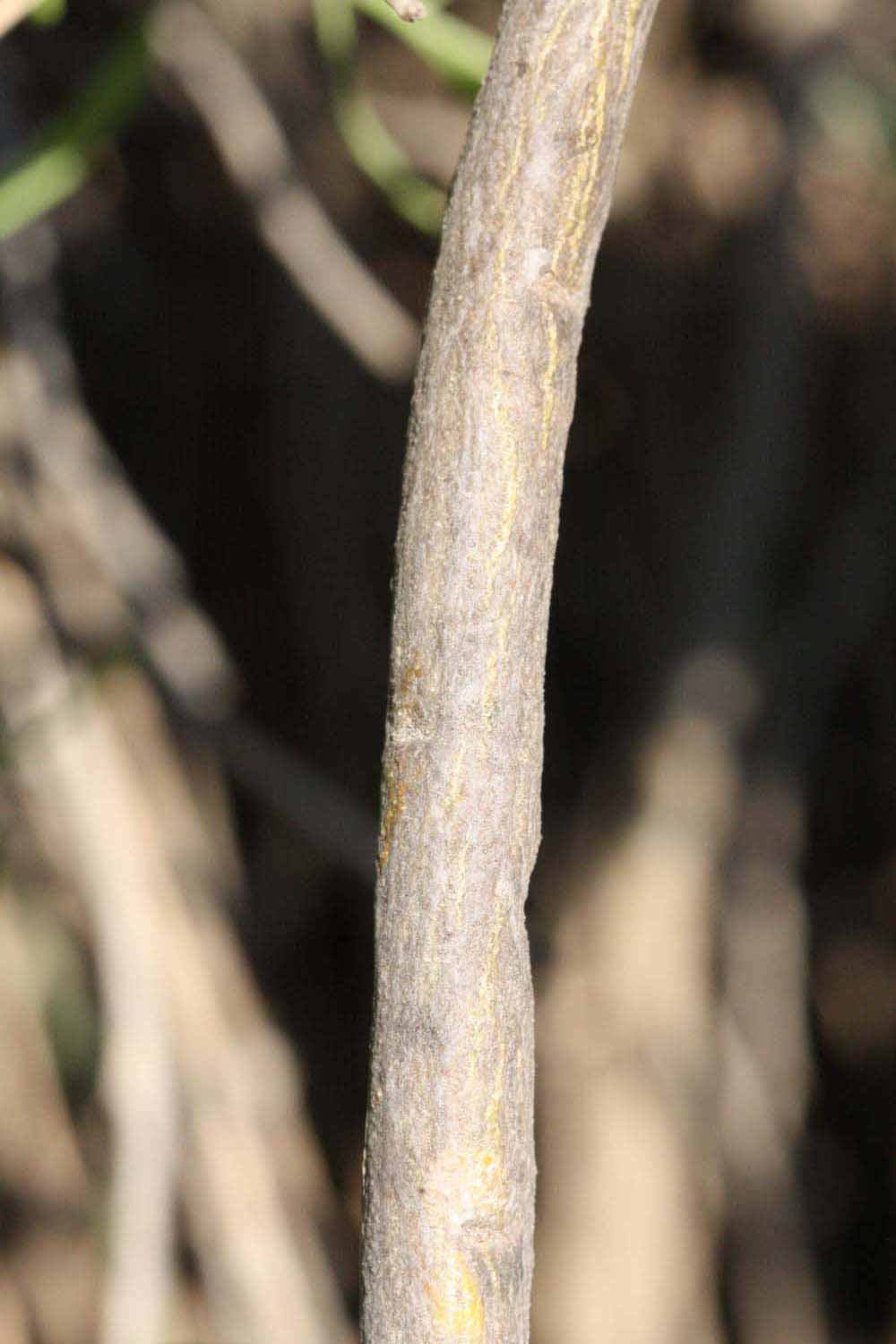              Second - third year twig (Riverside, CA)       